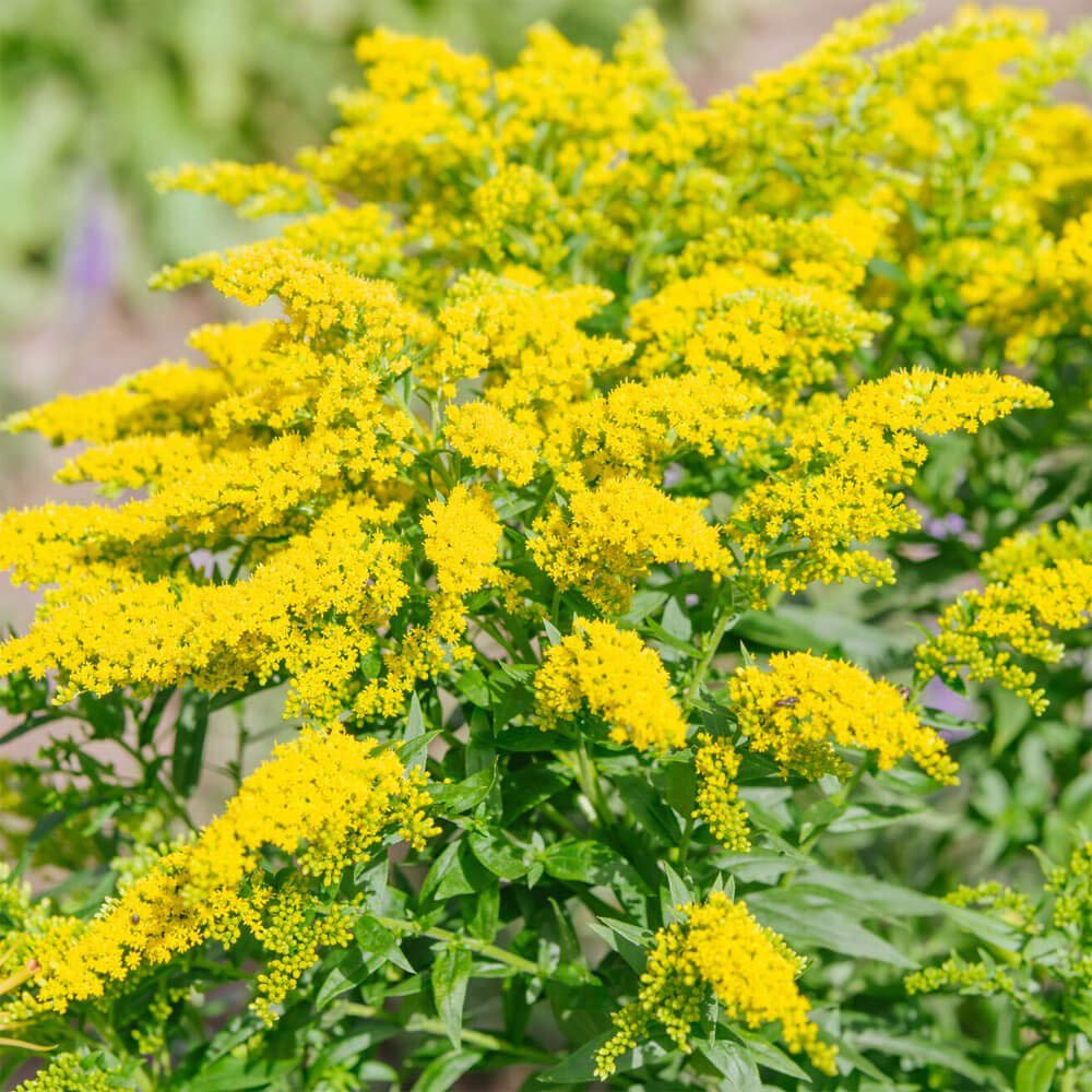 Solidago Plants
