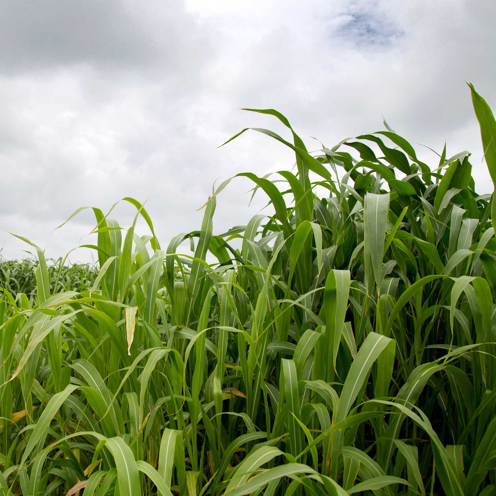 Sorghum Sudangrass