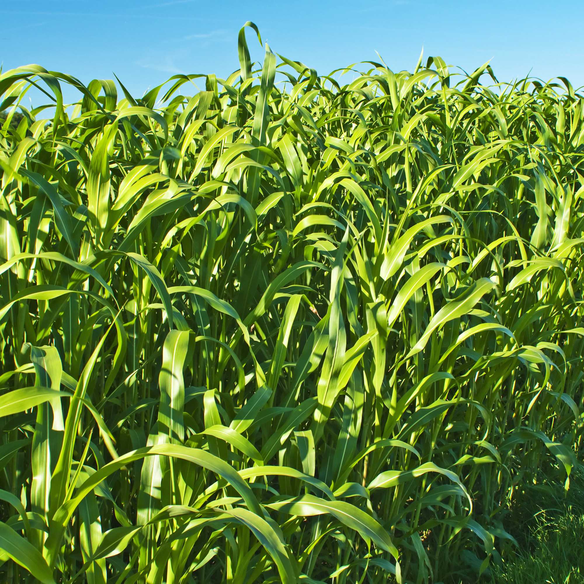 Sorghum Forage Grass