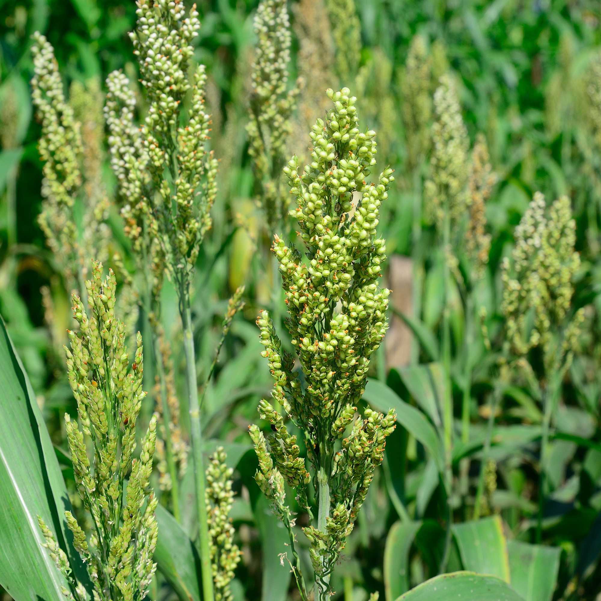Sorghum Grass For Birds