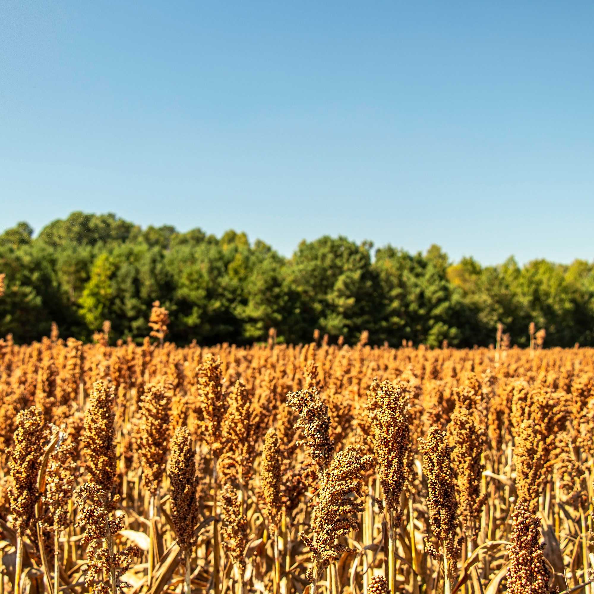 Sorghum Grass For Harvest