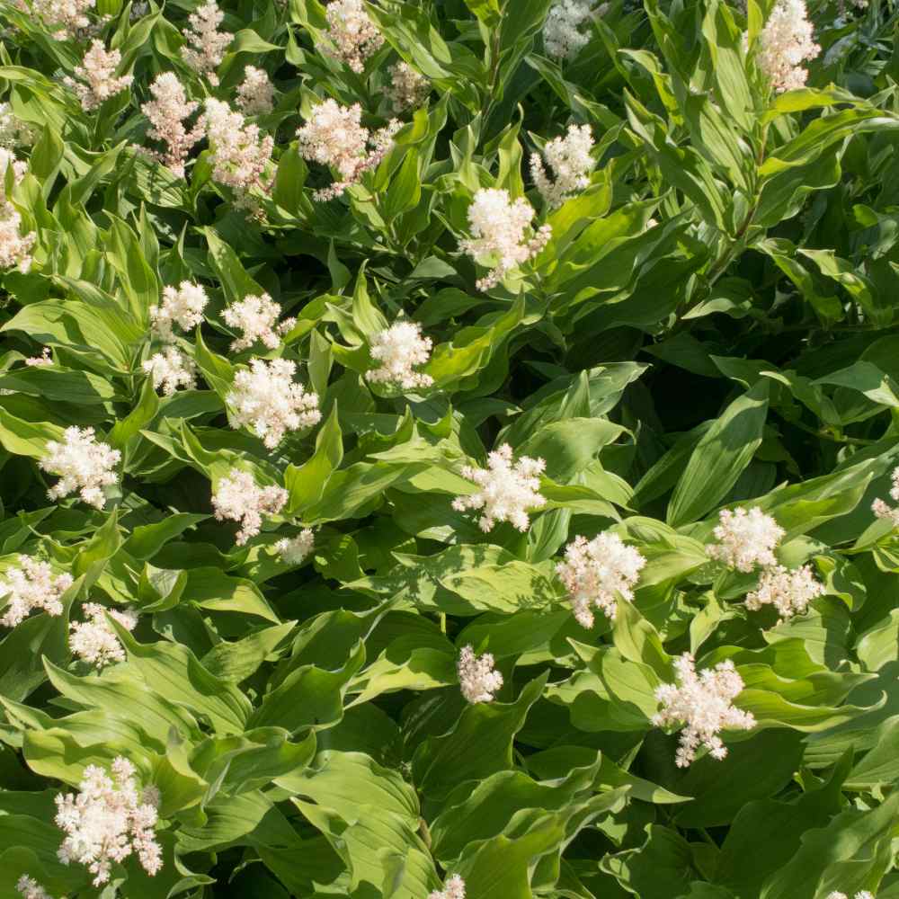 American Spikenard Herb Plants