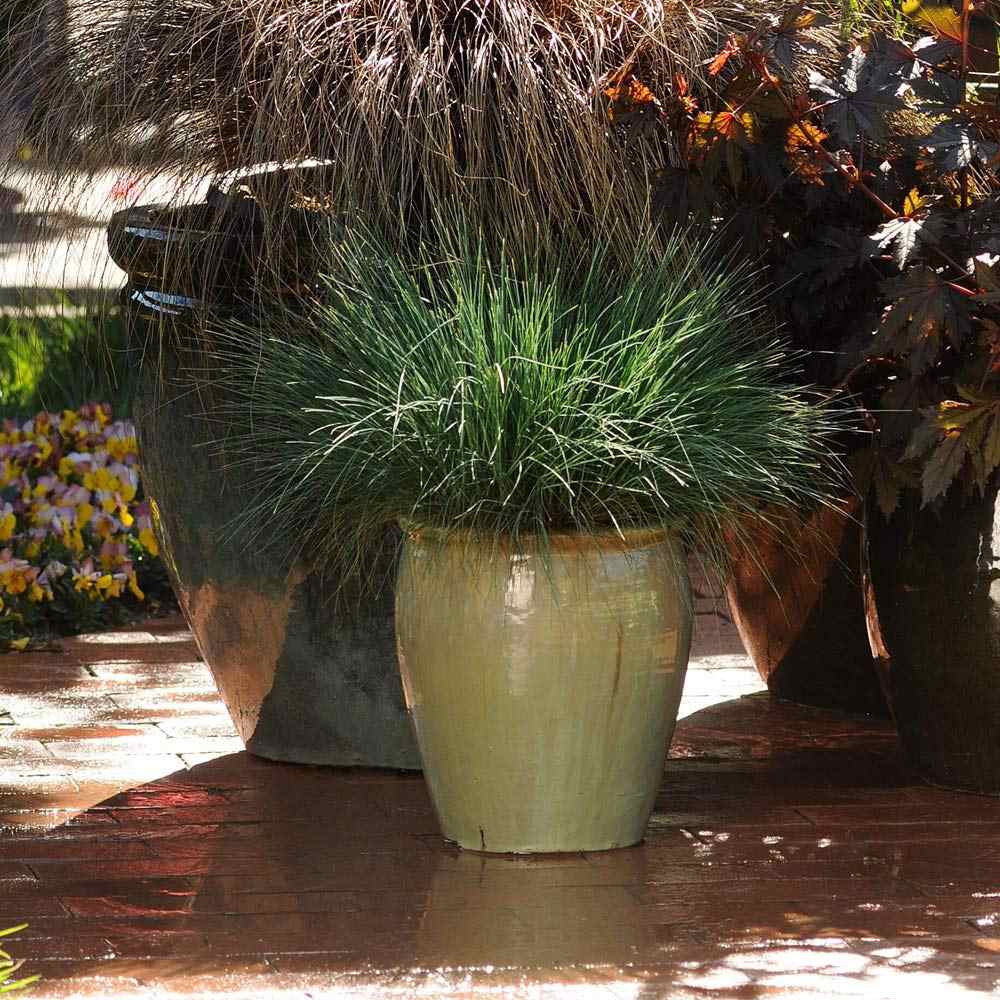Corynephorus Spiky Blue Ornamental