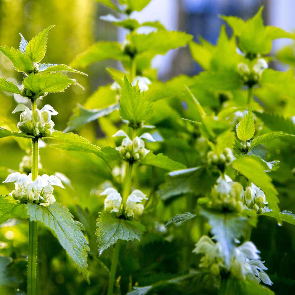 Stinging Nettle Plant