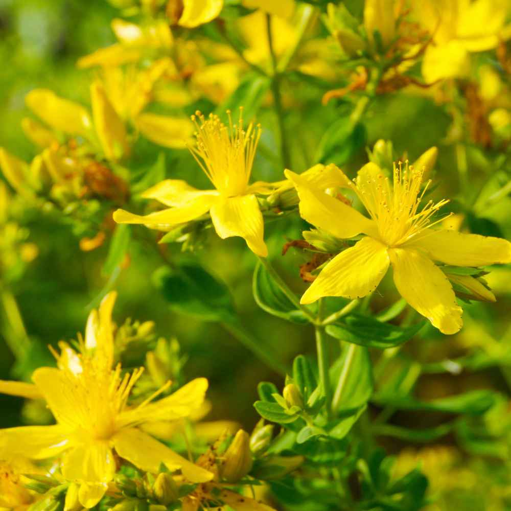 Sanin Johnswort Flowers