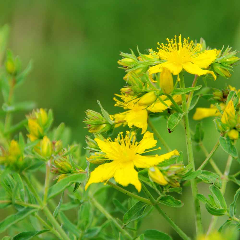 Perennial St. Johnswort Flowers