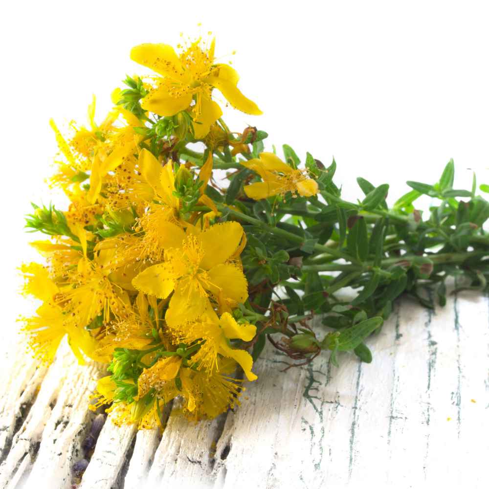 St. Johnswort Flowers