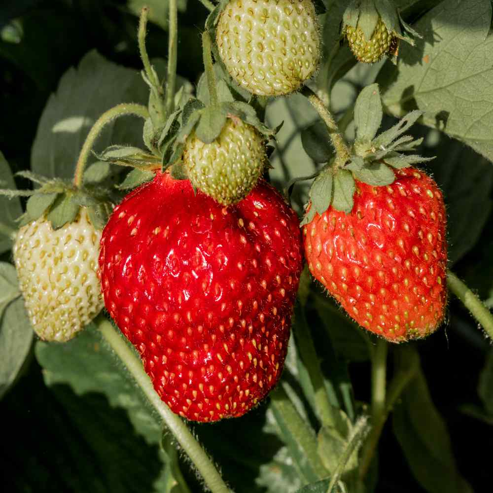 Strawberry Plant Seeds