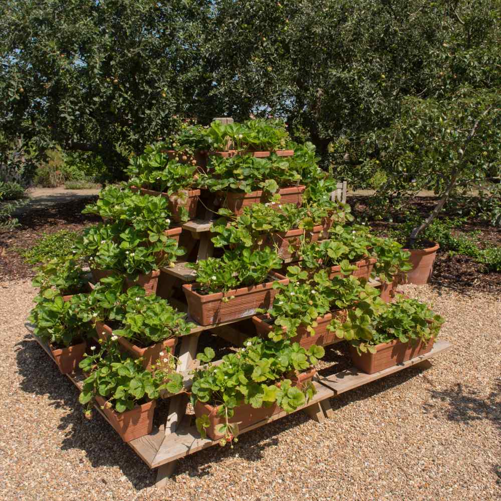 Strawberry One Time Seeds
