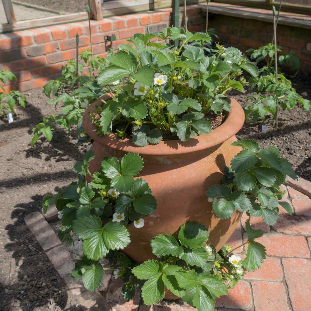 Fragaria Ananassa One Time Plants