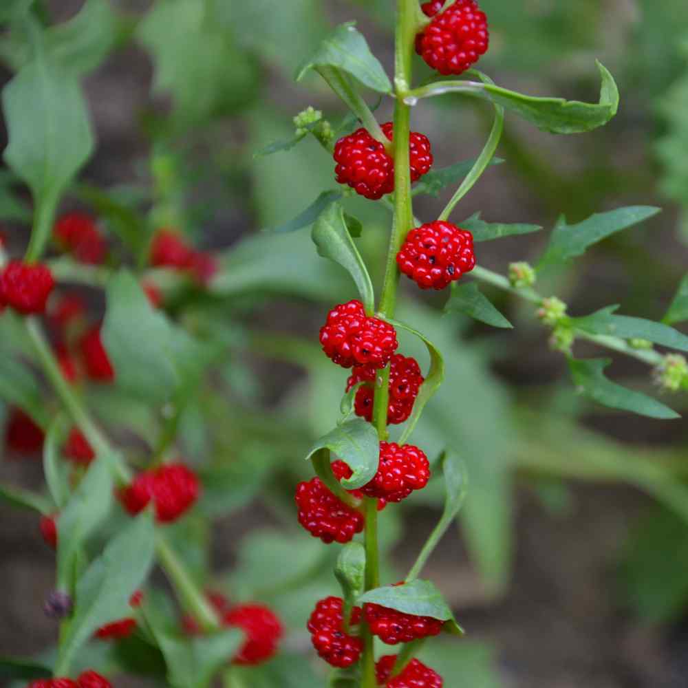 Chenopodium Strawberry Sticks Plants
