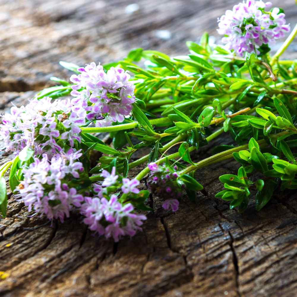 Annual Summer Savory Herbs
