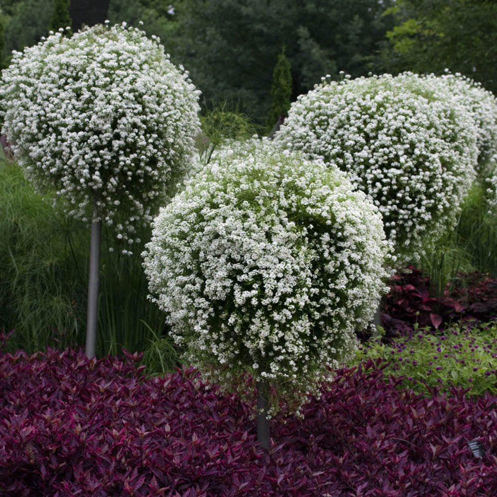 Lobularia Maritima Container Plants