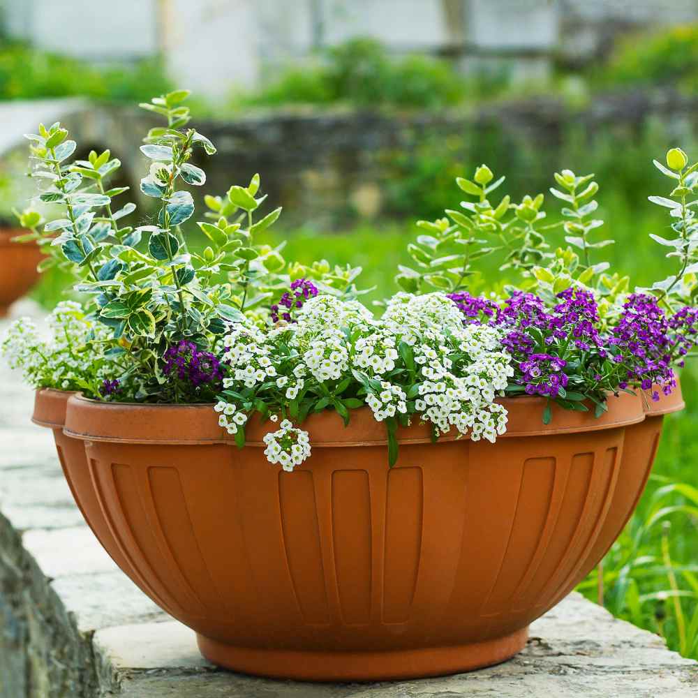Sweet Alyssum Container