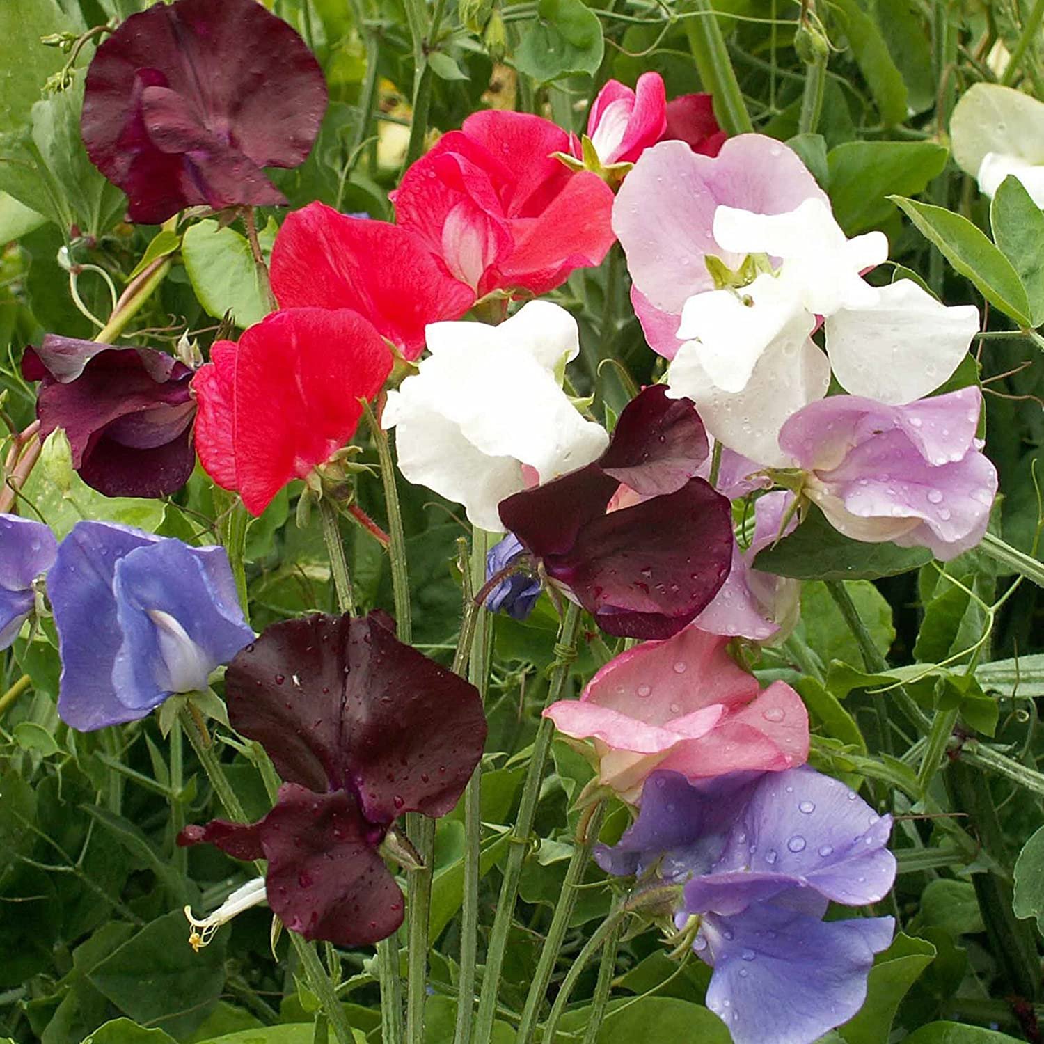 Royal Sweet Pea Flower Mix