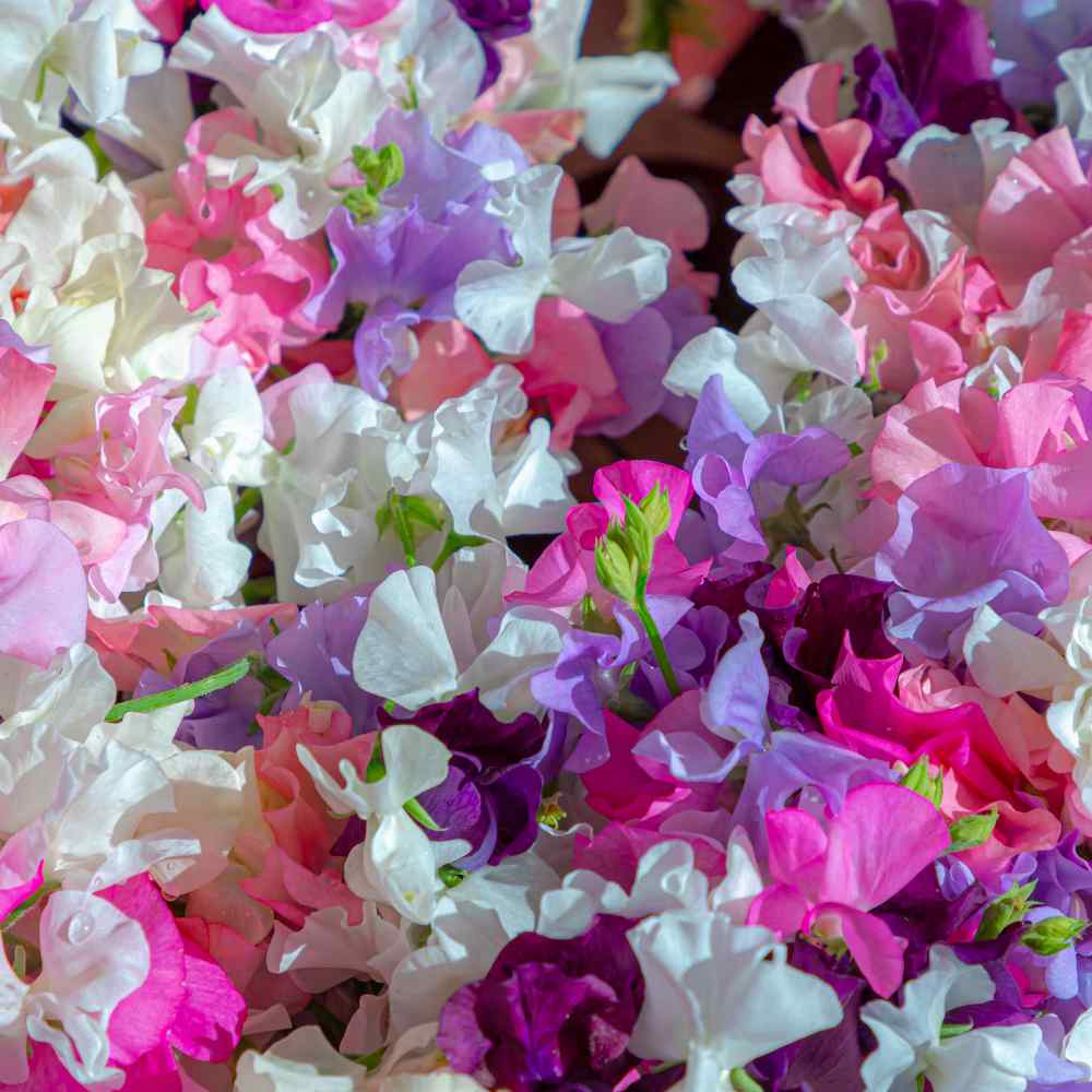 Annual Sweet Pea Royal Mix