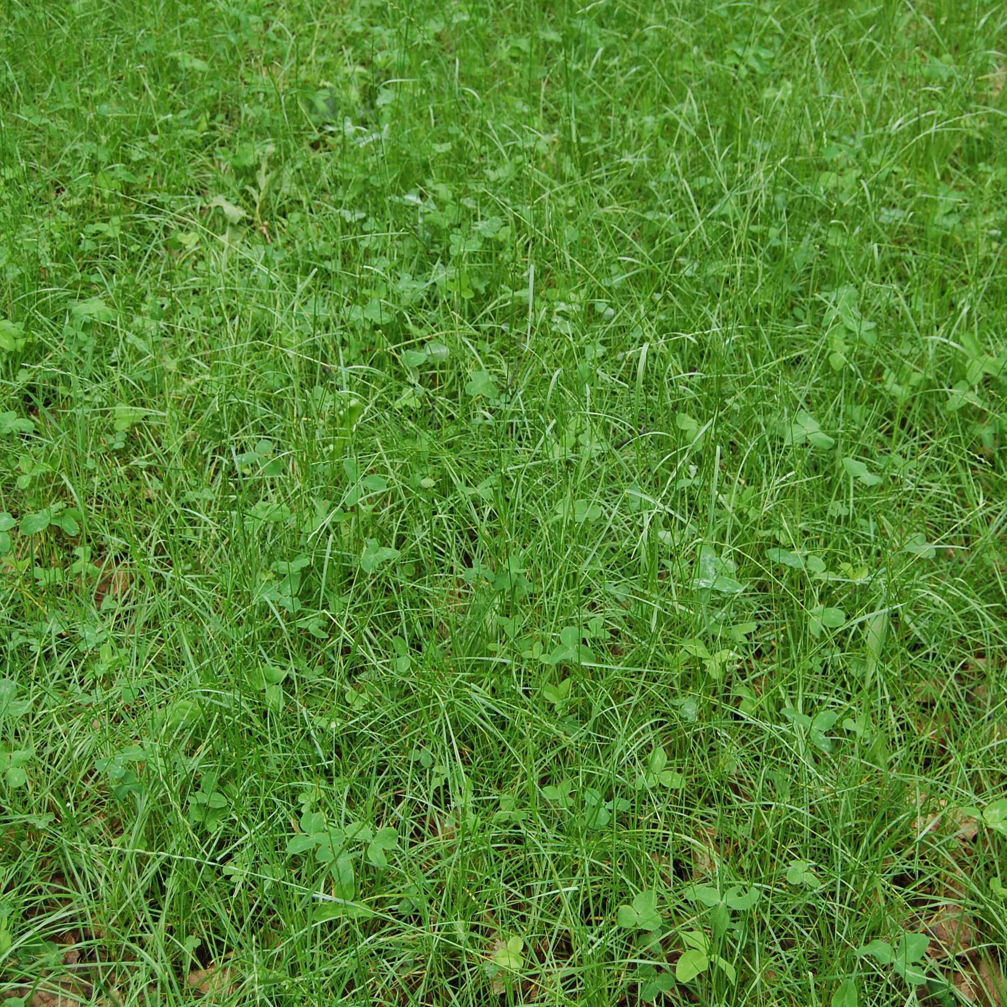 Deer Food Plot Seed