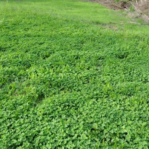 Northern Food Plot Forage
