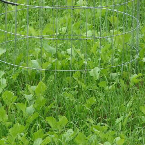 Southern Food Plot