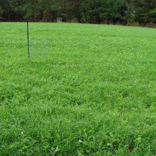 South Food Plot Seed