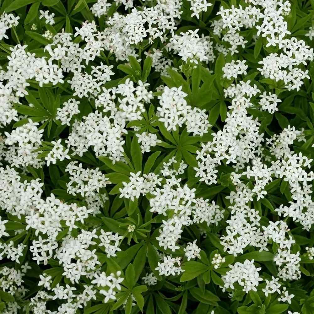 Sweet Woodruff Plant