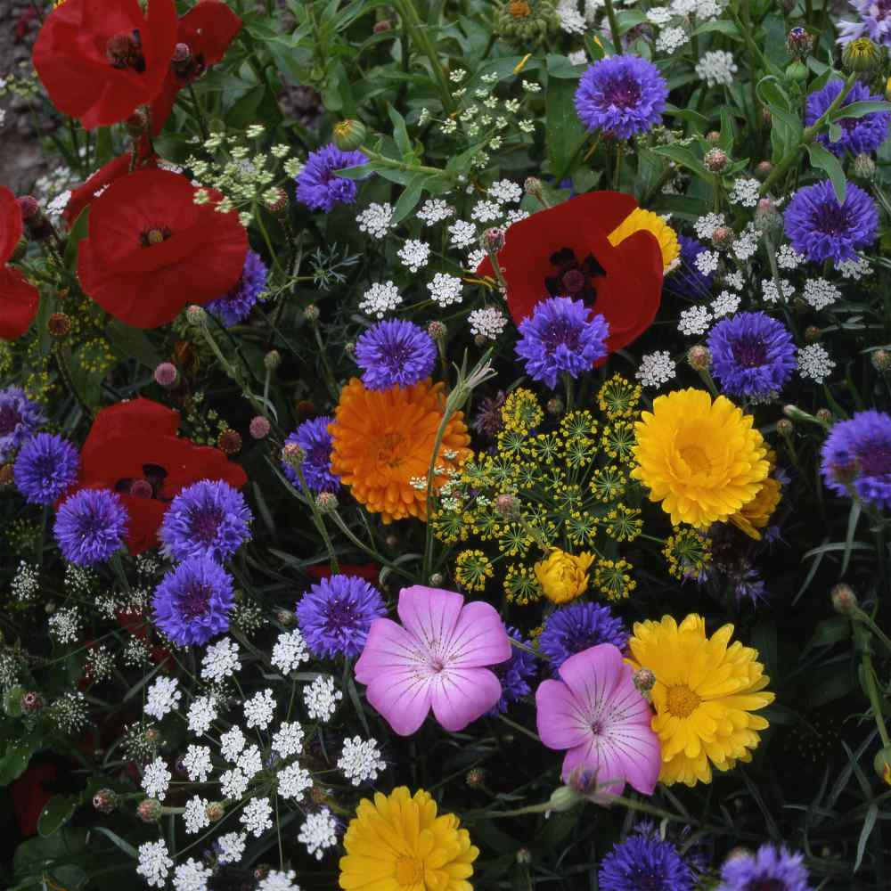 Tall Annual Cutflowers
