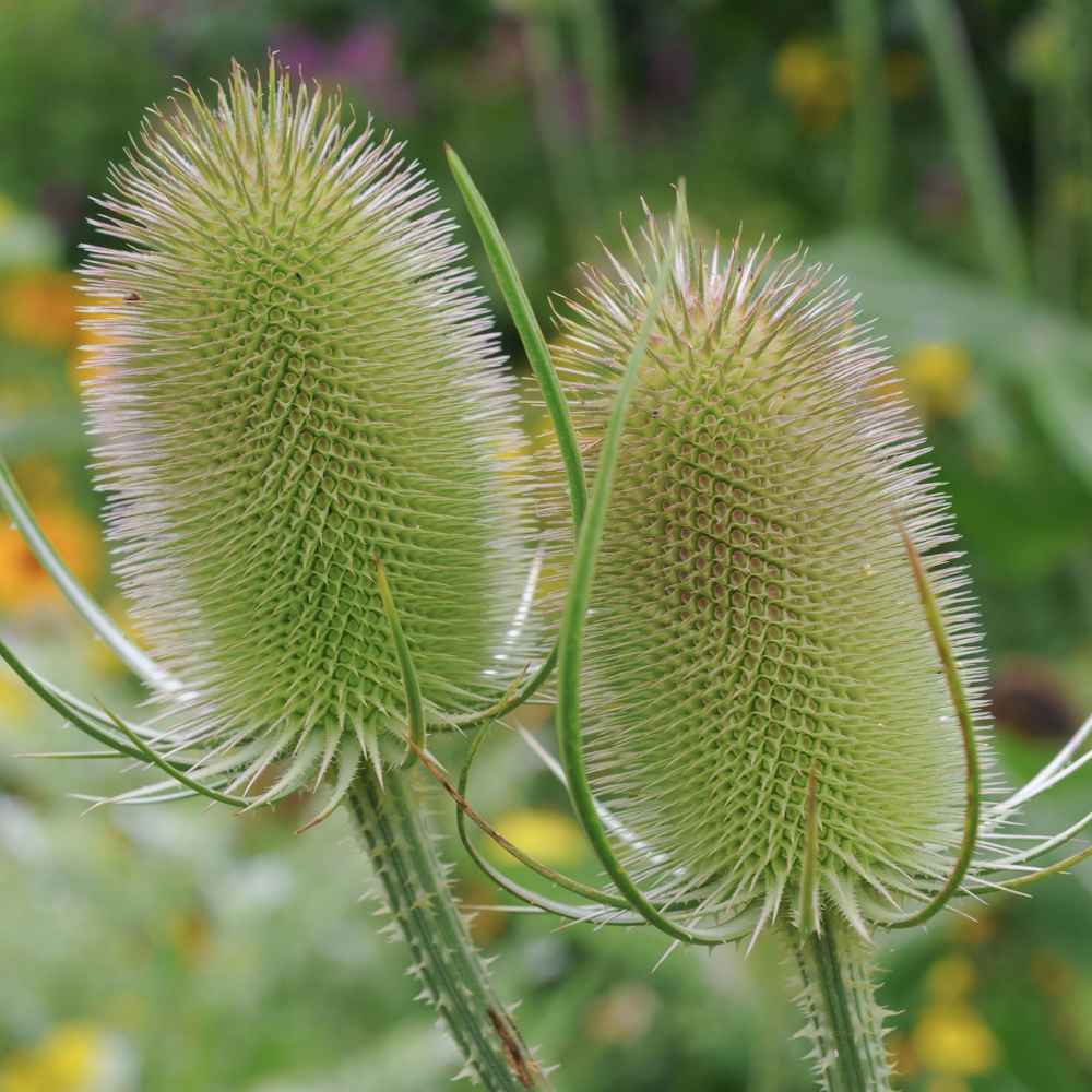 Teasel Flower Head