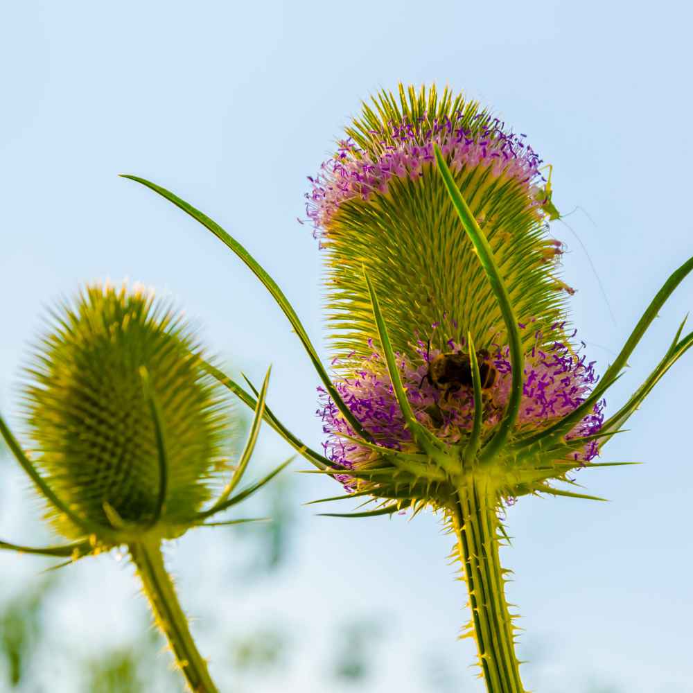 Fuller's Teasel
