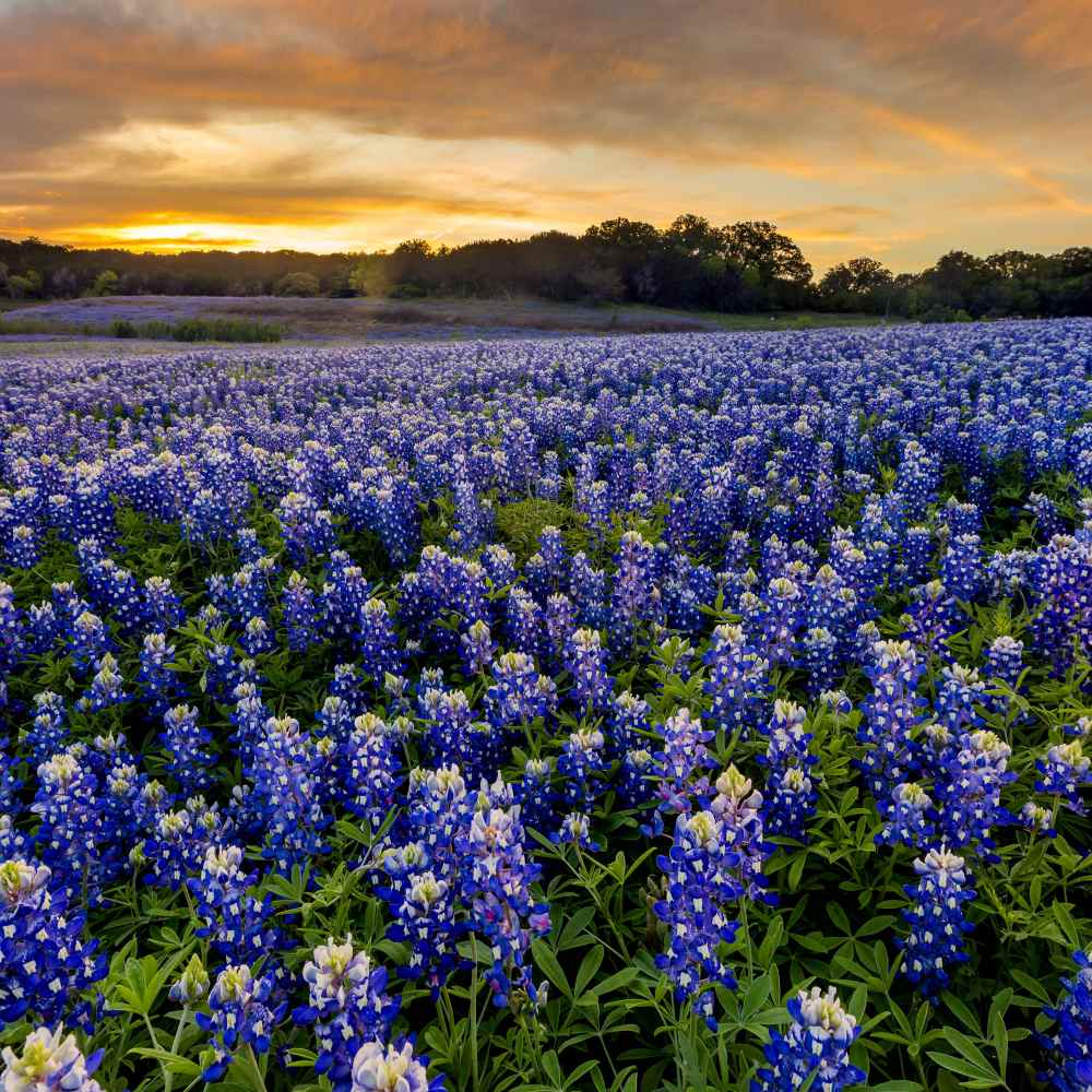 Texas Bluebonnet Wildflowers