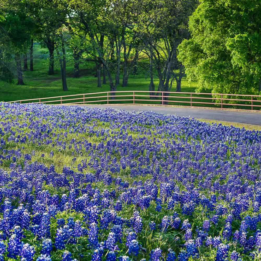 Texas Bluebonnet Wildflower Seed