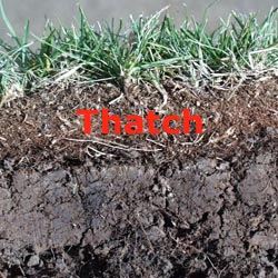 Example Thatch Picture