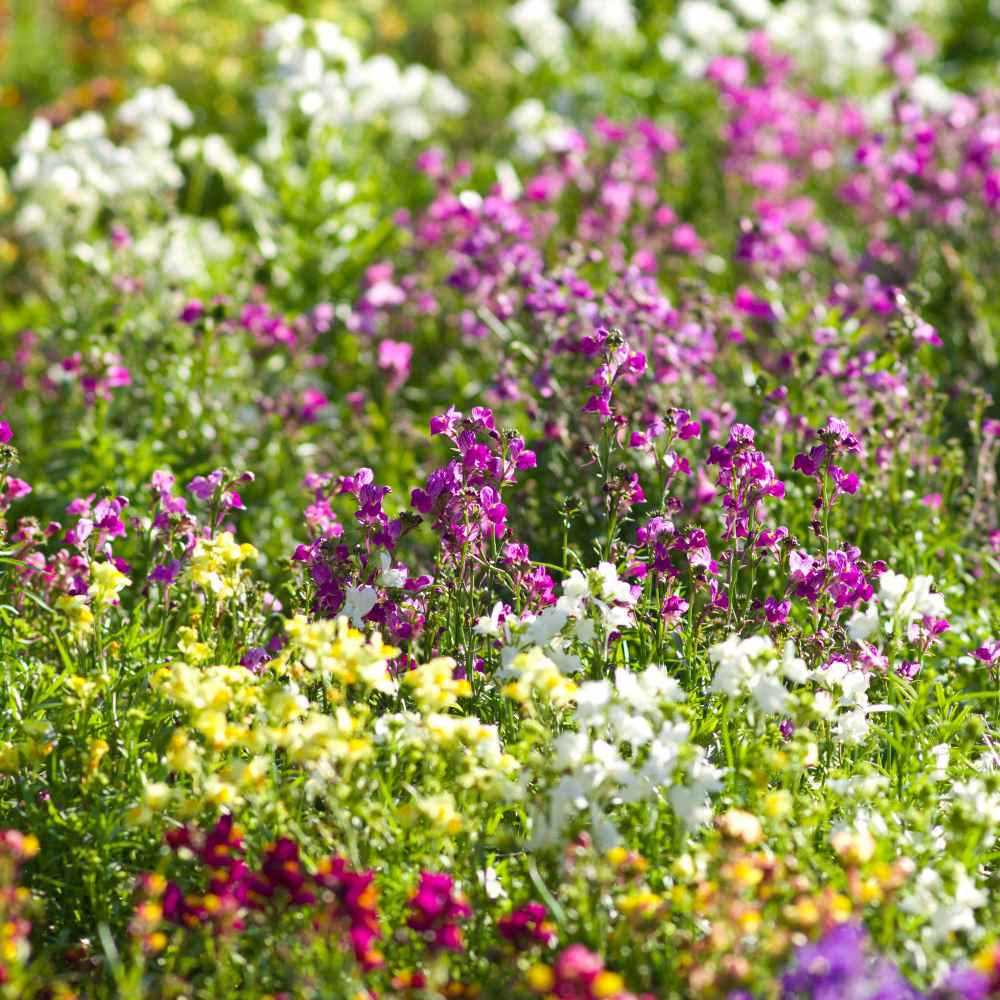 Toadflax Wildflowers