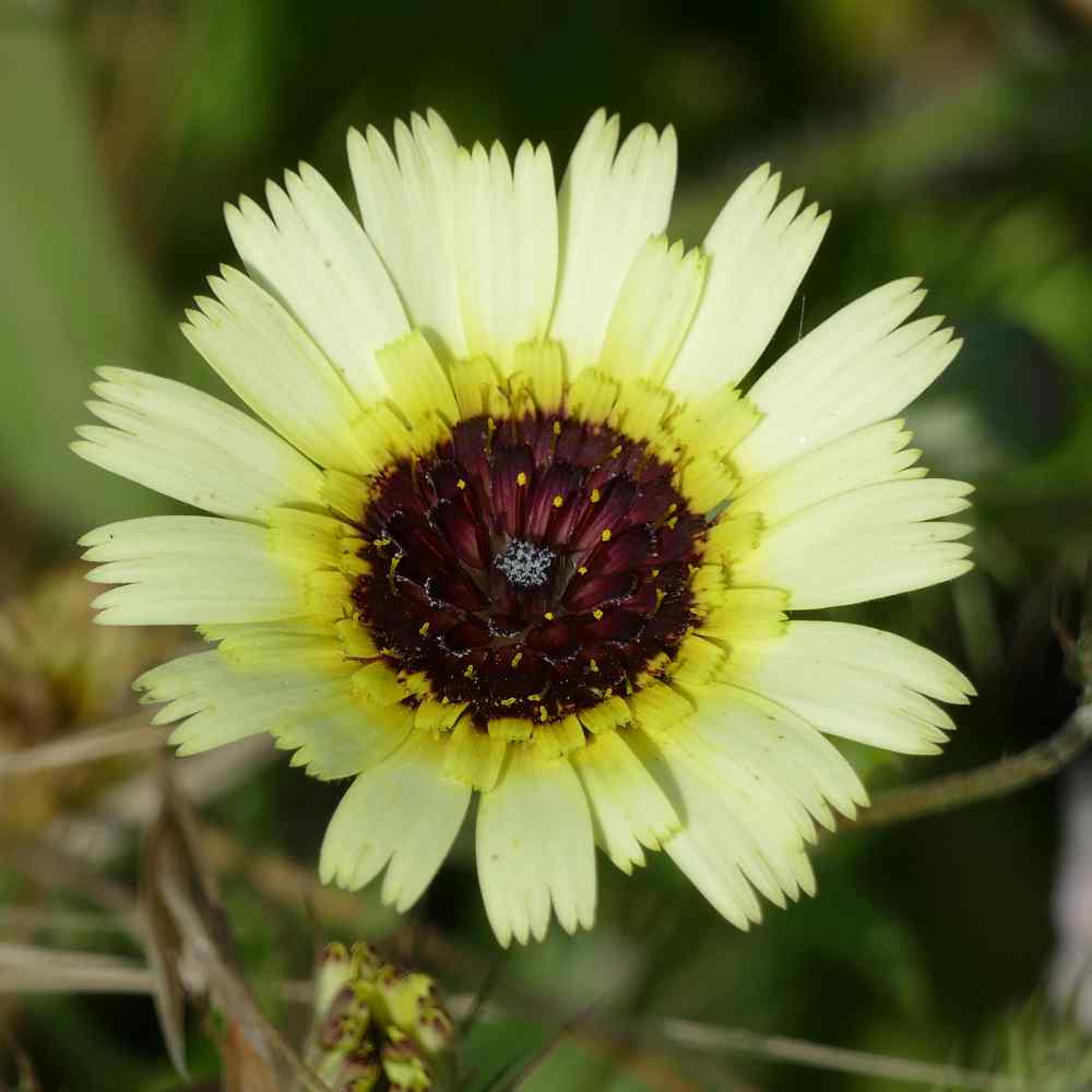 Tolpis Barbata Garden Flowers