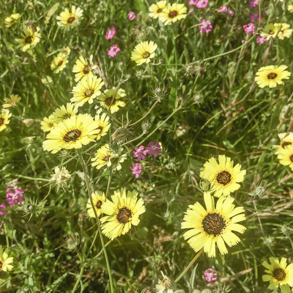 Annual Tolpis Barbata