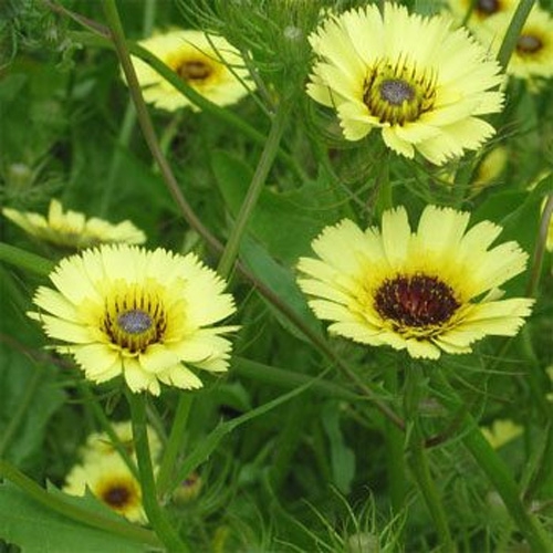 Umbrella Milkwort Flowers