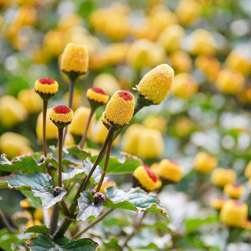 Toothache Plant