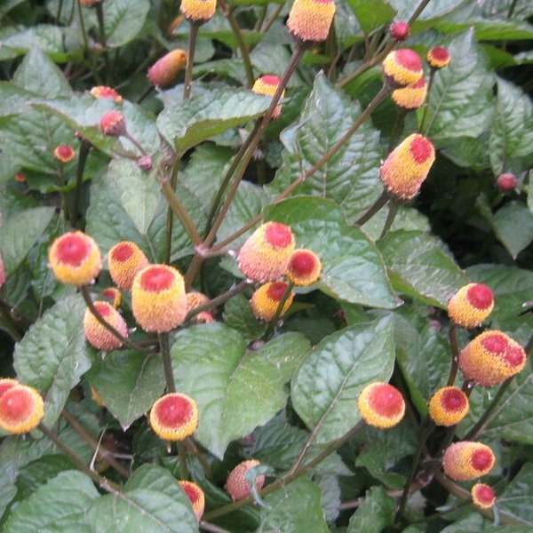 Toothache Plant Spilanthes Flower