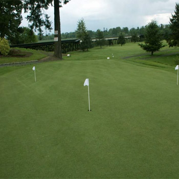 Two Putt Creeping Bluegrass