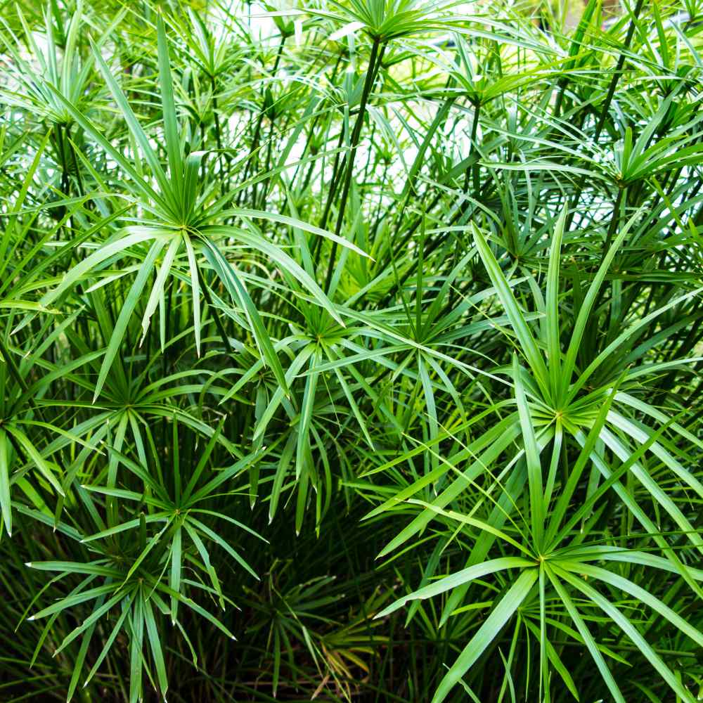 Umbrella Plant