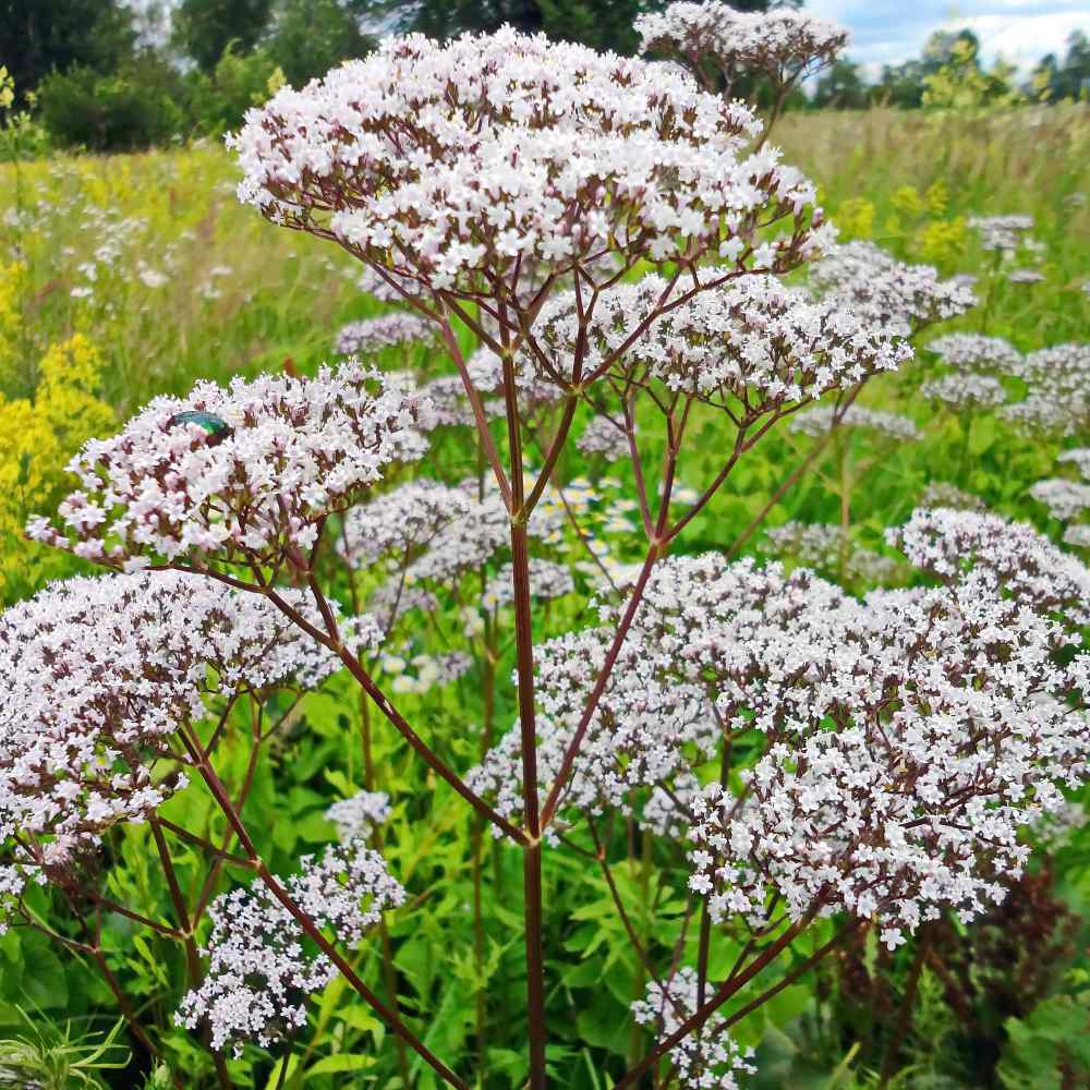 Perennial Valerian Medicinal Herb