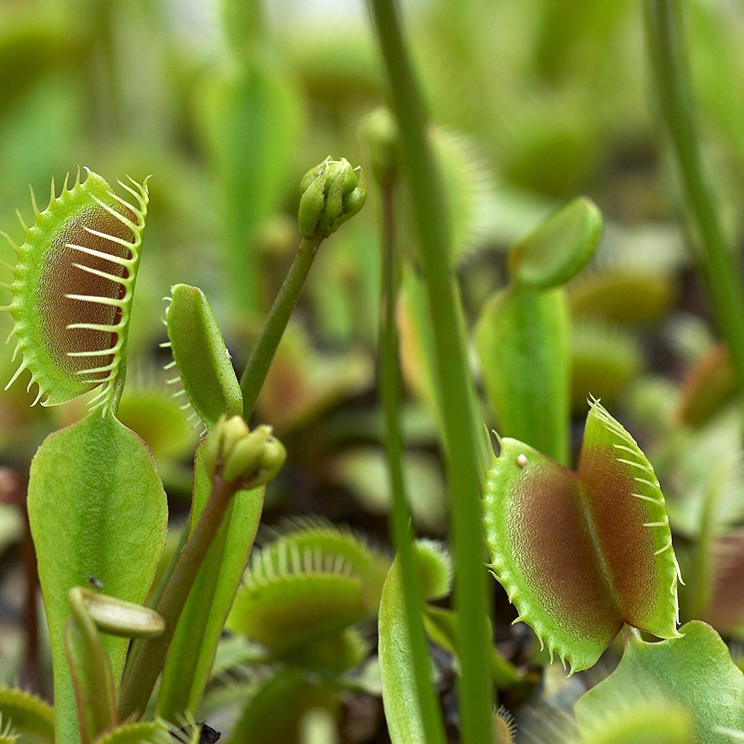 Venus Flytrap From Seed