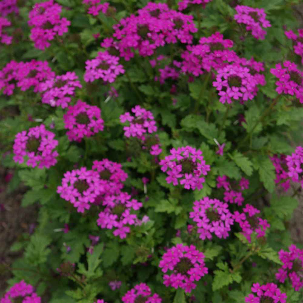 Verbena Ground Cover Seed