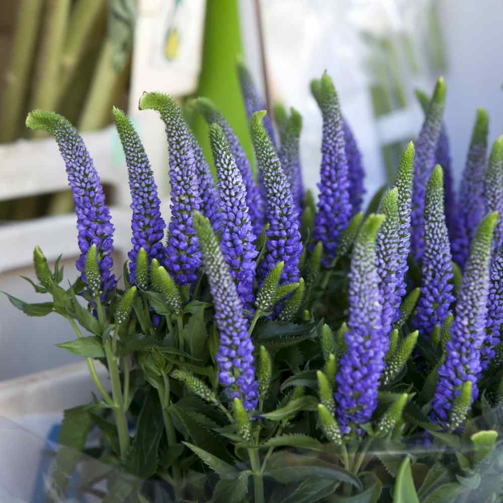 Veronica Spicata Flowers