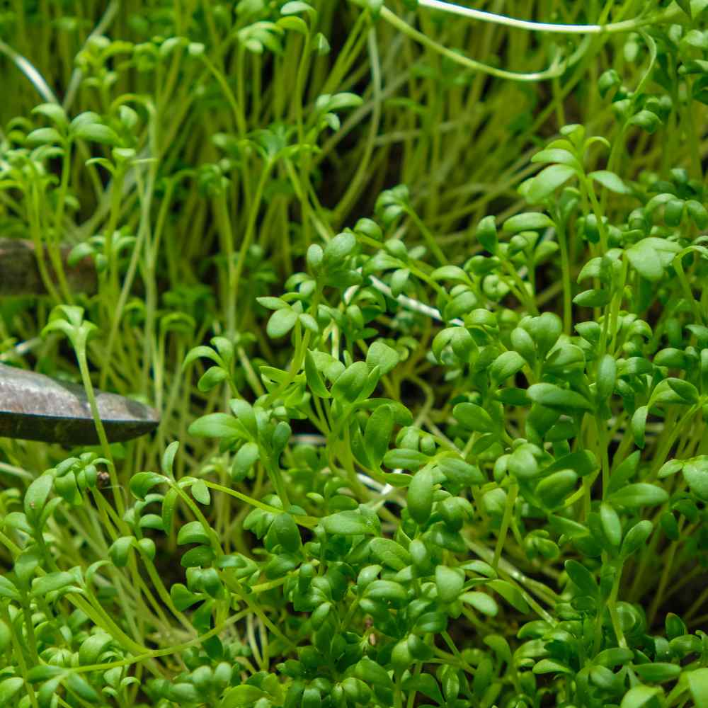 Watercress Culinary Herb
