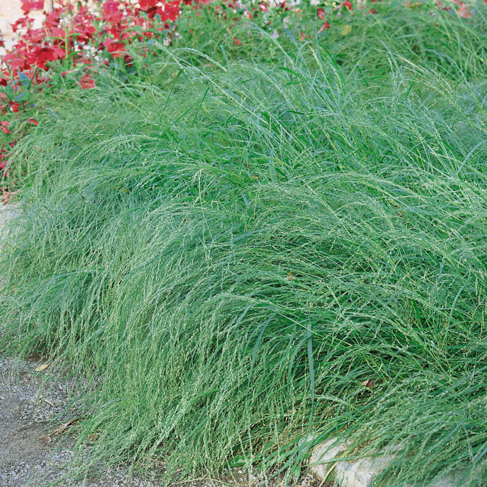 Weeping Lovegrass Flower Bed