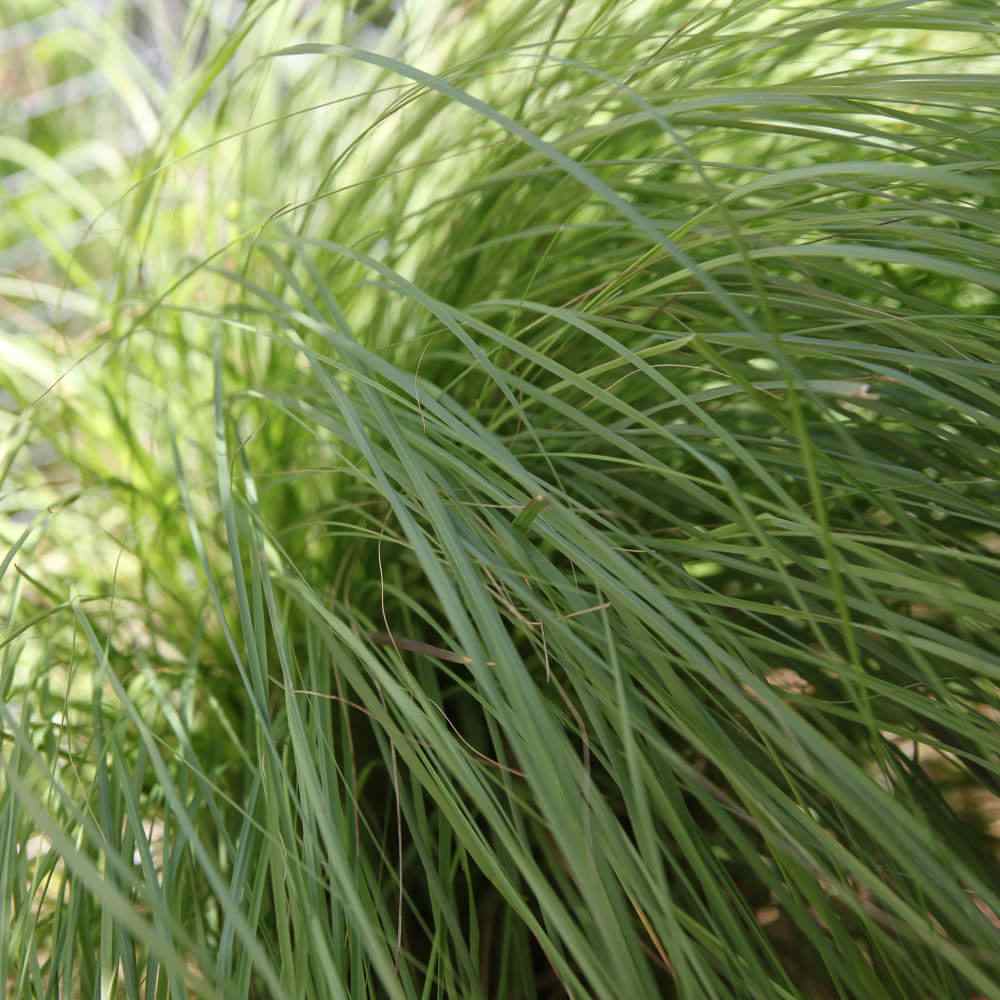 Weeping Lovegrass Ornamental Seed