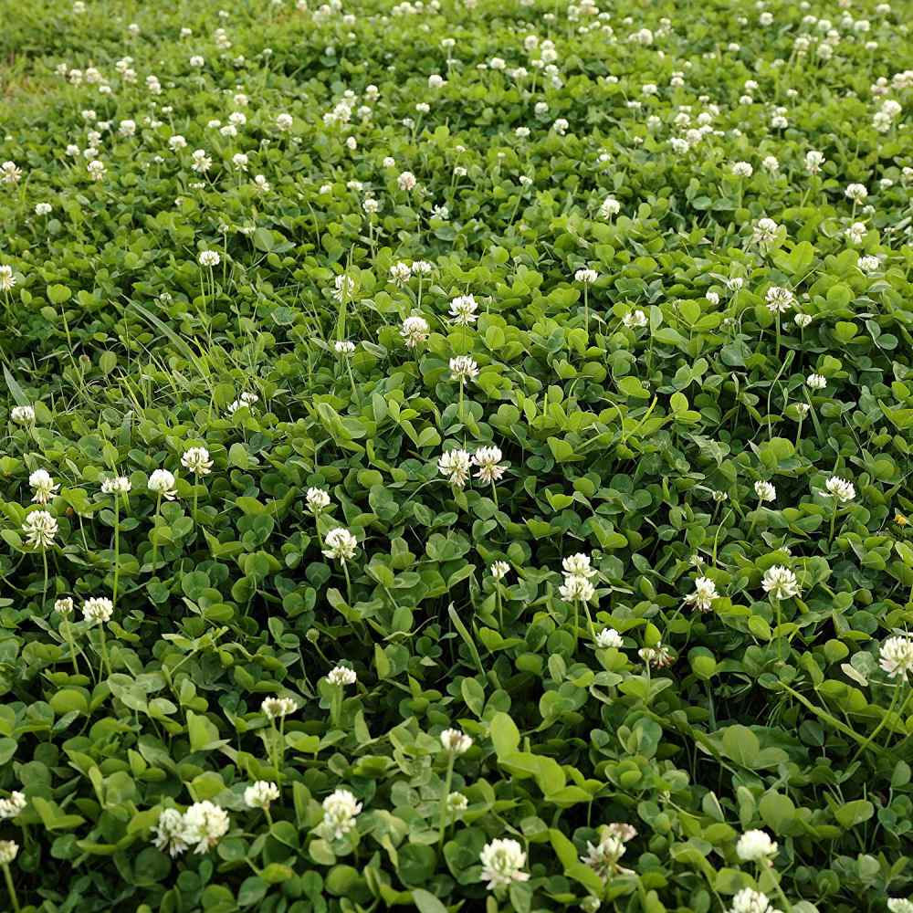 White Dutch Clover Forage