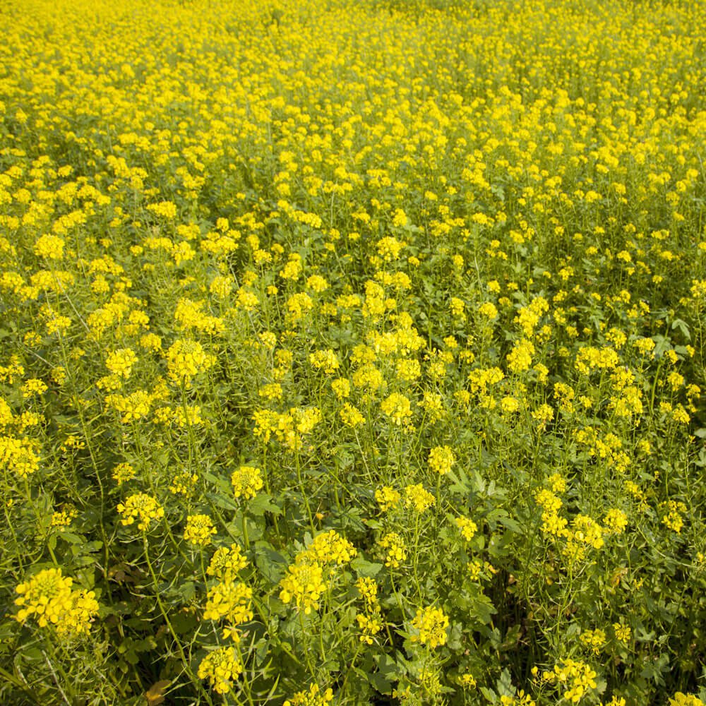 White Mustard Plants