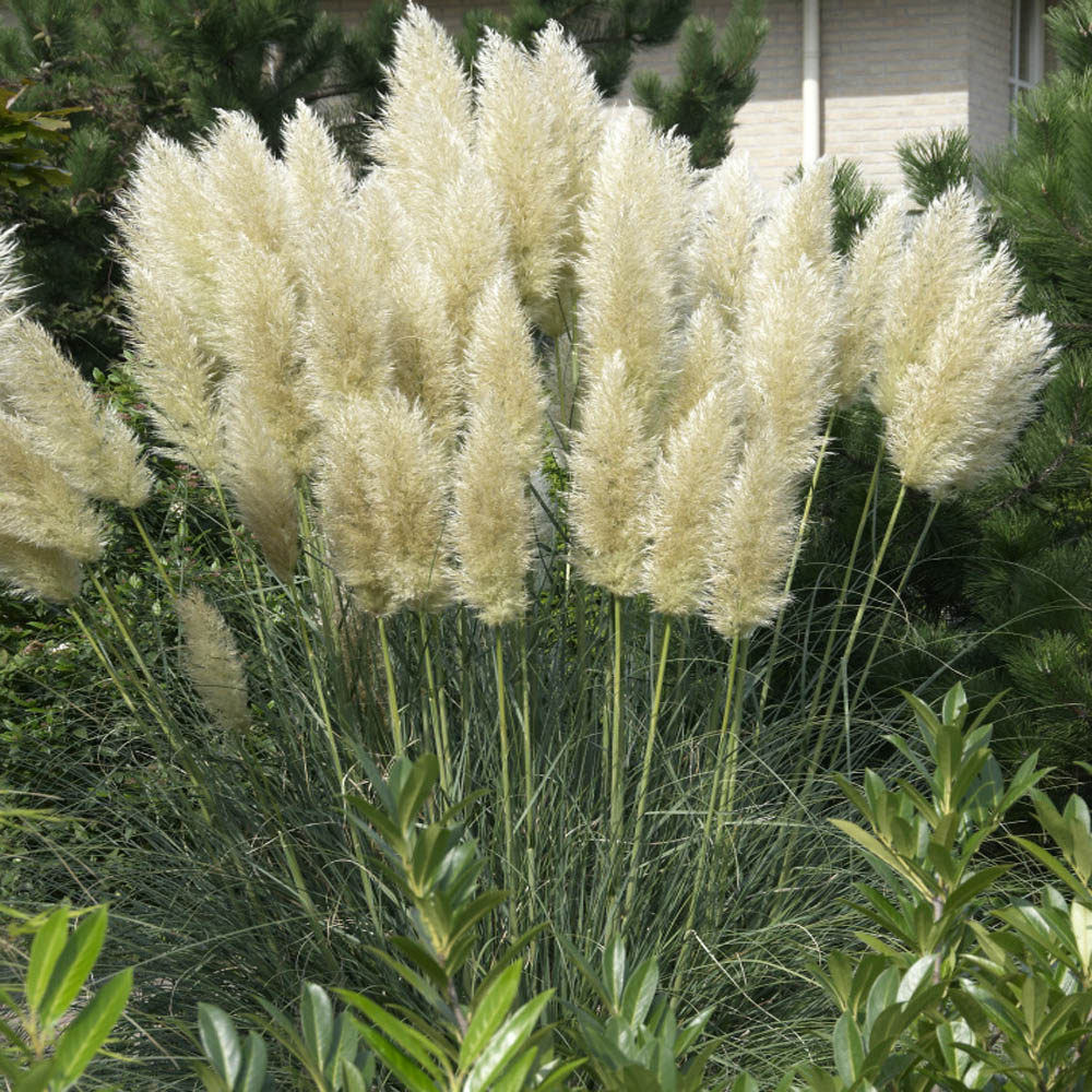 White Cortaderia Selloana