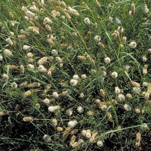 Dalea Candida White